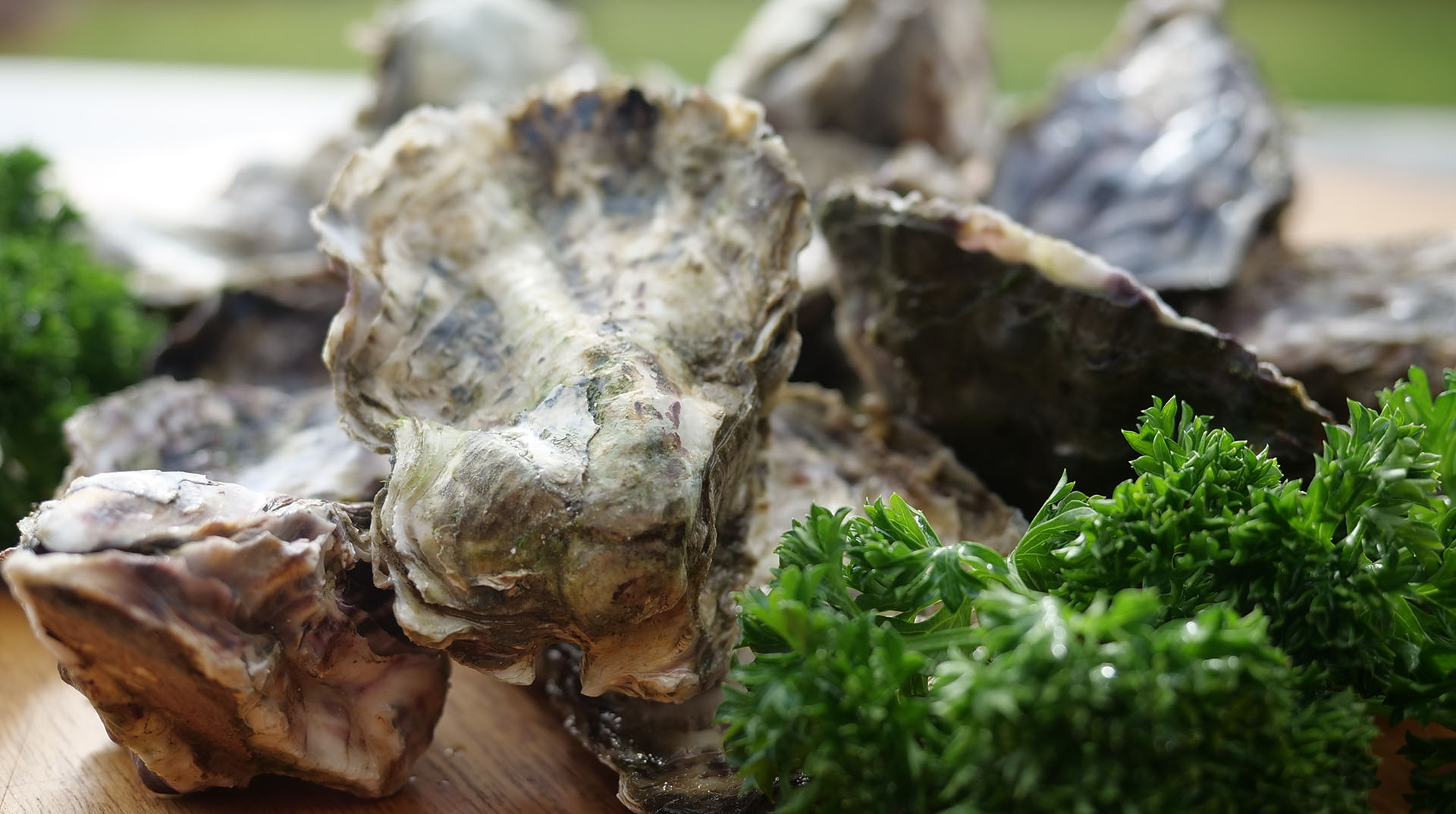 Interesting Facts About Oysters Myths, Questions & Recipes