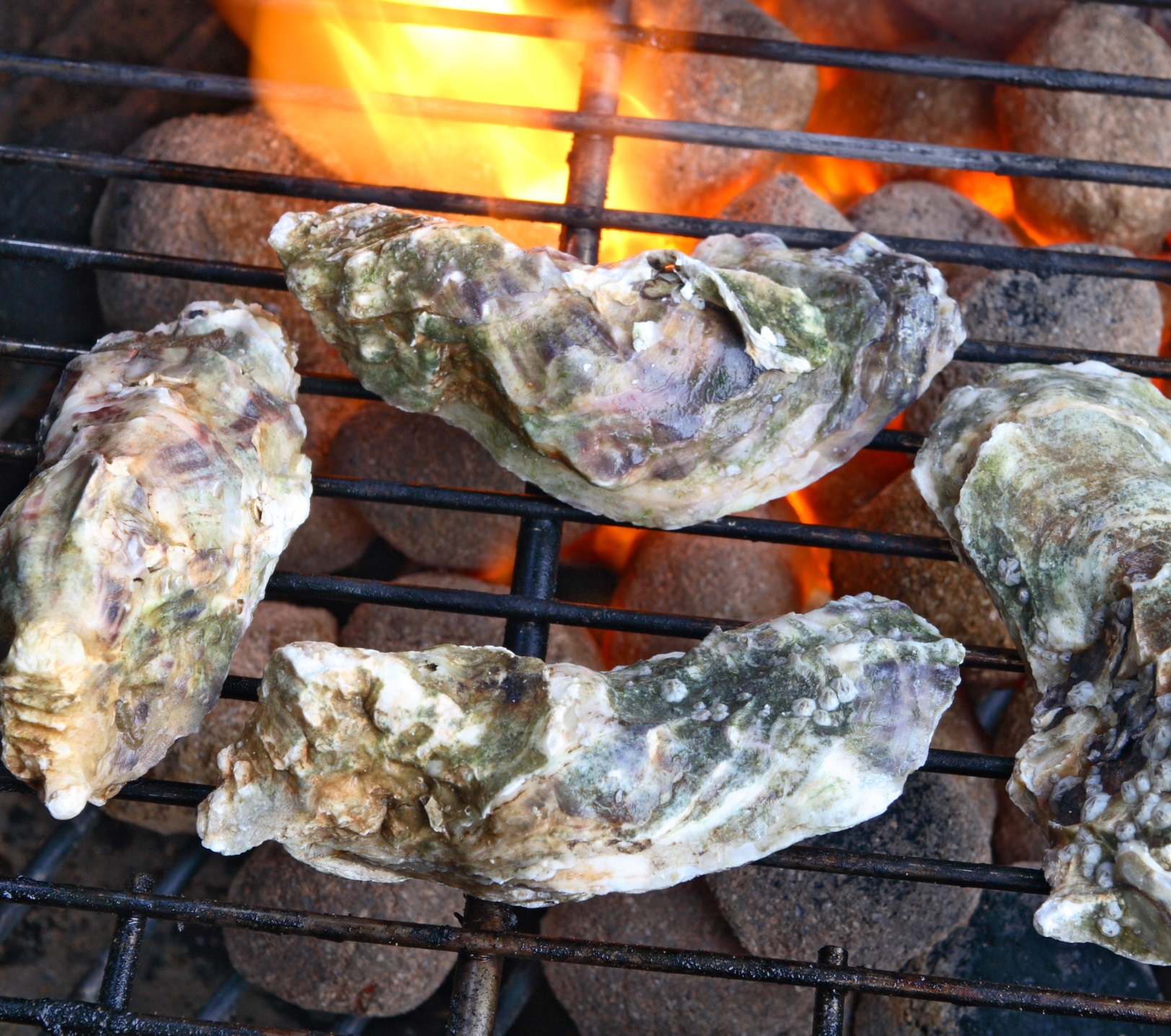 smoking oysters